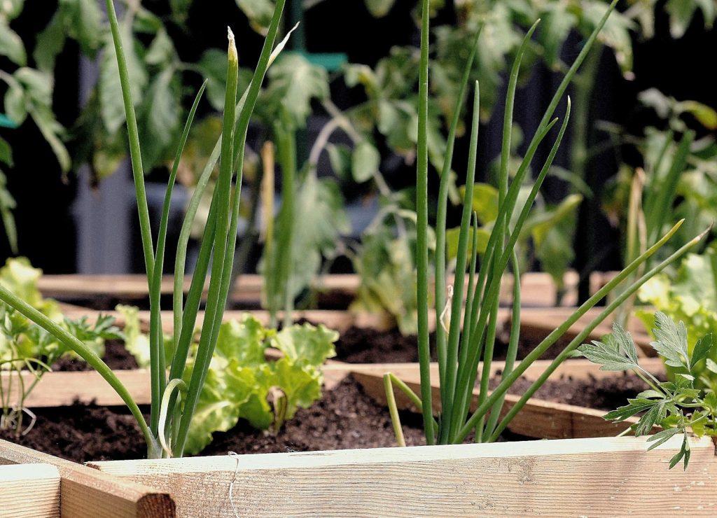 potager urbain
